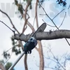 Makita DUA301Z Akkus magassági ágvágó láncfűrész 2x18V (akku és töltő nélkül) + AJÁNDÉK