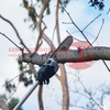Makita DUA301Z Akkus magassági ágvágó láncfűrész 2x18V (akku és töltő nélkül) + AJÁNDÉK