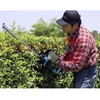 Makita UH6570 Elektromos sövényvágó (550W/65cm) + AJÁNDÉK