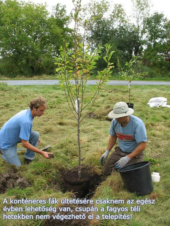 Gyümölcsfa ültetés Gyümölcsfa ültetés